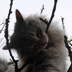 Le chat qui ne mange pas à sa faim !