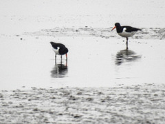 20180402 3308CPw [D~AUR] Austernfischer (Haematopus ostralegus),  Dollart