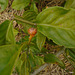DSC01088 - ora-pro-nóbis Pereskia aculeata aculeata, Cactaceae