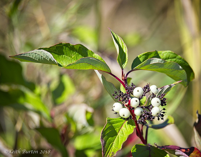 Snowberries