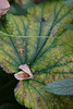DSCF0868