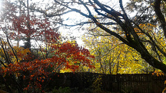 fall fence - backyard