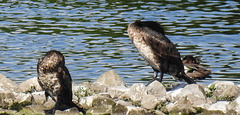 20180628 4167CPw [D~MS] Kormoran, Rieselfelder Münster