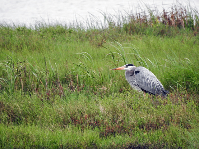 Day 1, Great Blue Heron / Ardea herodias