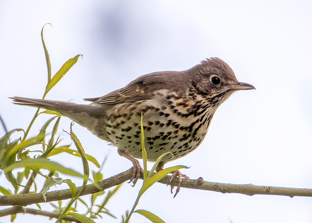 Thrush