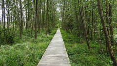 20190905 5822CPw [D~VR] Laufsteg, Schwarz-Erle (Alnus glutinosa), Darßer Ort