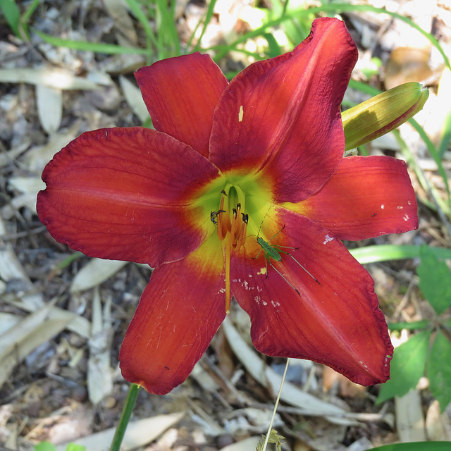 Daylily with katydid