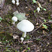 Pilze im Schlossgarten Gieboldehausen