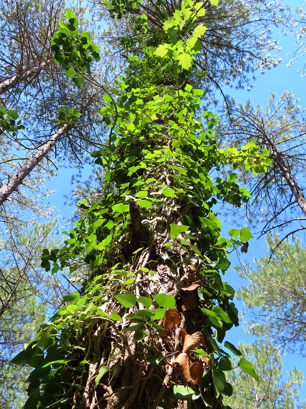 Árbol con abrigo