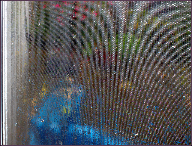 Crow outside wet screen window