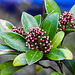 20240224 0008CPw [D~LIP] Japanese Skimmia (Skimmia japanica), BS