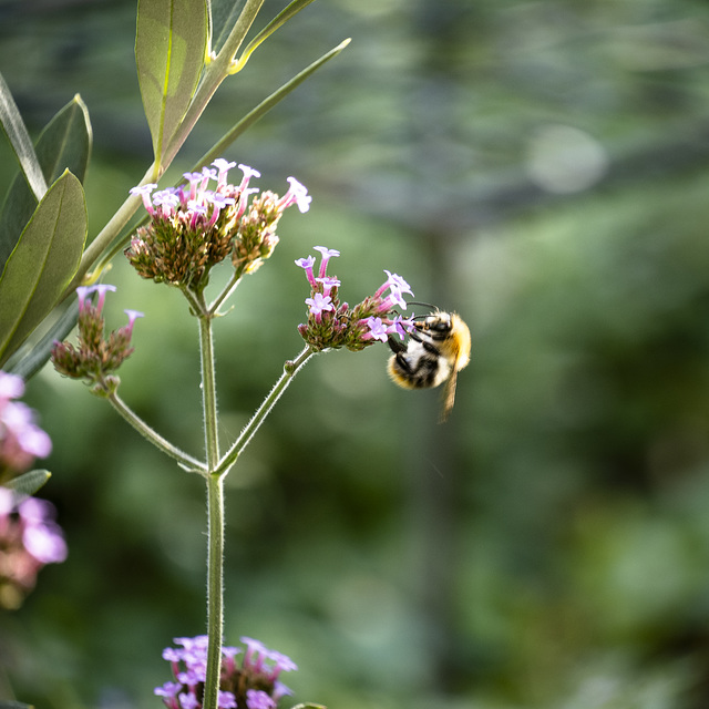 im Garten