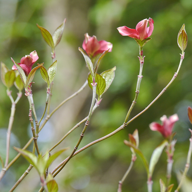 Pink Flowering Dogwood