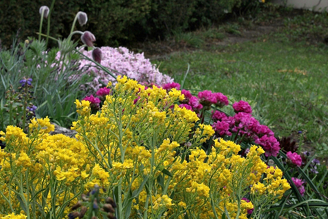 Aurinia saxatilis-alysse corbeille d'or