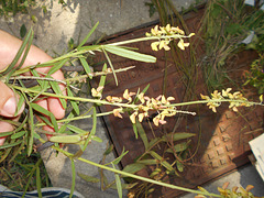 DSCN7087 - Crotalaria lanceolata, Fabaceae