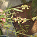 DSCN7087 - Crotalaria lanceolata, Fabaceae