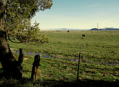 Pasture