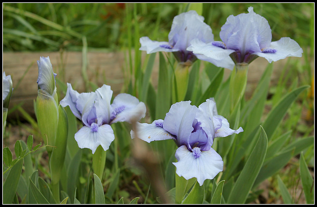 Sapphire Jewels  (1)