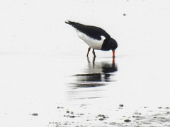 20180402 3309CPw [D~AUR] Austernfischer (Haematopus ostralegus),  Dollart