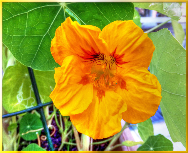 Kapuzinerkressen (Tropaeolum).  ©UdoSm