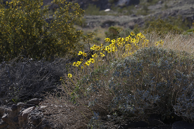 Brittlebush