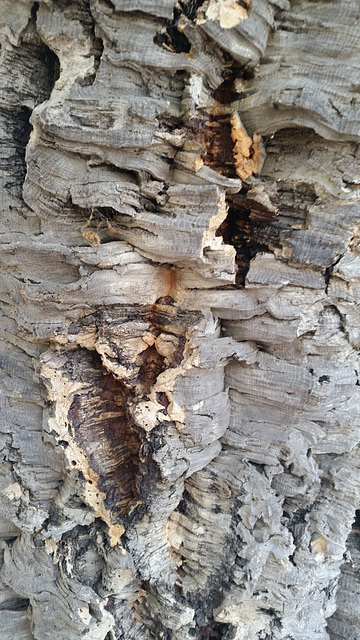 The historic cork tree