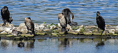 20180628 4170CPw [D~MS] Kormoran, Rieselfelder Münster