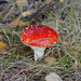 Zeit der Pilze: Amanita muscaria II