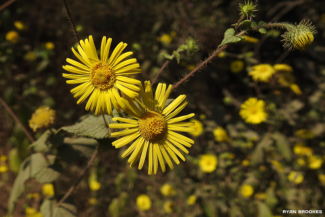 20191213-0717 Pentanema cernuum (Dalzell) Ling