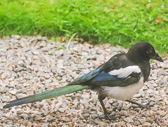 Scavenging Magpie on the hunt