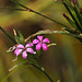 Deptford Pink Dianthus armeria CSC 7206