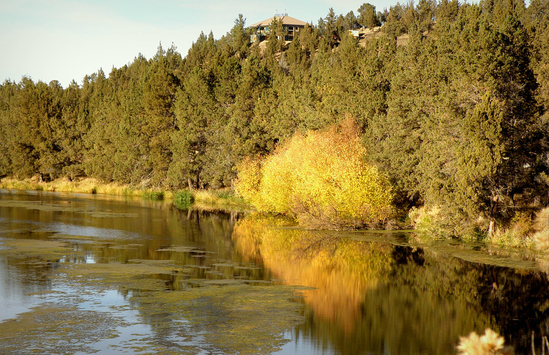 Riverside willow