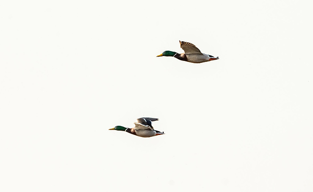 Mallards