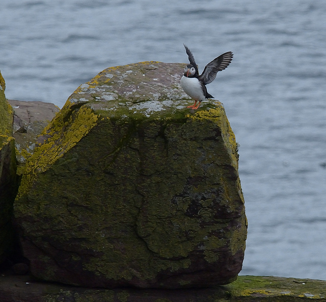 The Puffins of Handa Island 1