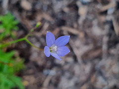 Wahlenbergia