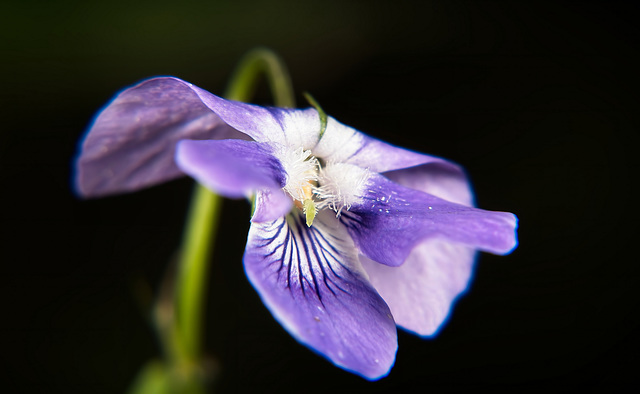 Die Wald-Veilchen (Viola reichenbachiana) breiten sich auch immer sehr schön am Waldboden aus neben dem Weg :))  The forest violets (Violareichenbachiana) always spread beautifully on the forest floor