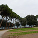 Italy, Arezzo, Pines in the Park Il Prato