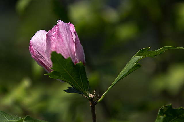 20140801 4416VRAw [D~E] Roseneibisch (Hibiscus), Gruga-Park, Essen