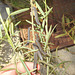 DSCN7088 - Crotalaria lanceolata, Fabaceae