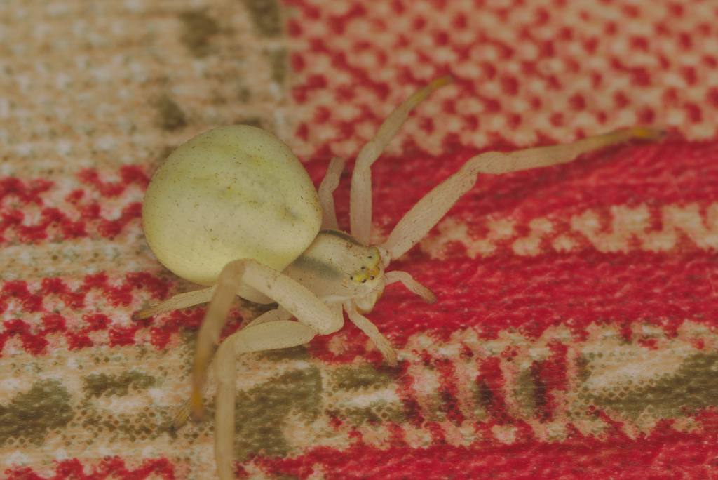 EF7A7918crabspiderontable