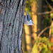 White-breasted Nuthatch on our tree