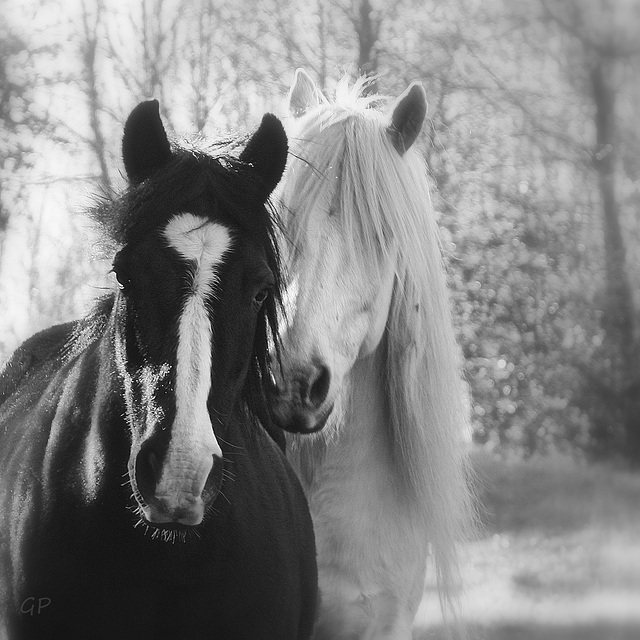 Rencontre en noir et blanc