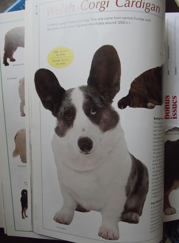 My grandson's favorite dog