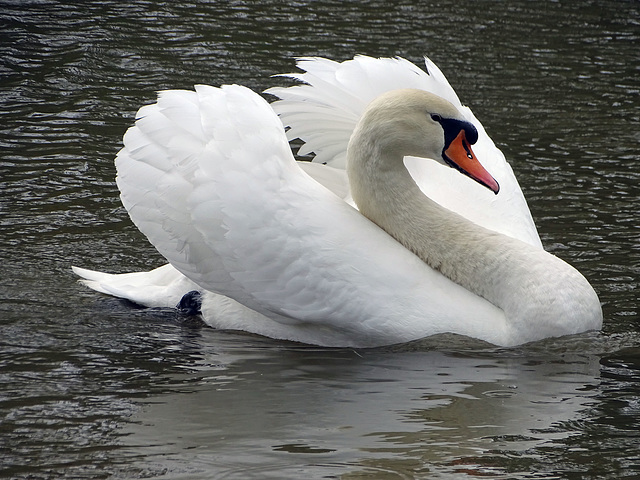 The swan