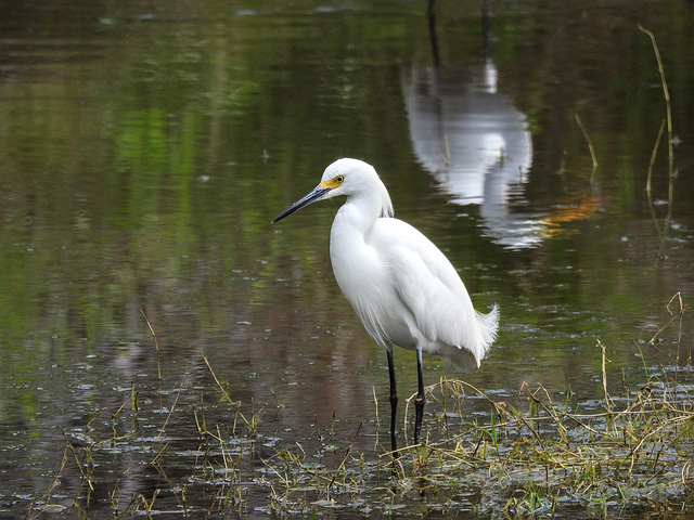 Day 2, Snowy Egret, Connie Hagar C S