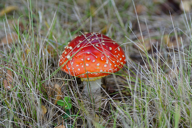 Zeit der Pilze: Amanita muscaria