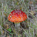 Zeit der Pilze: Amanita muscaria