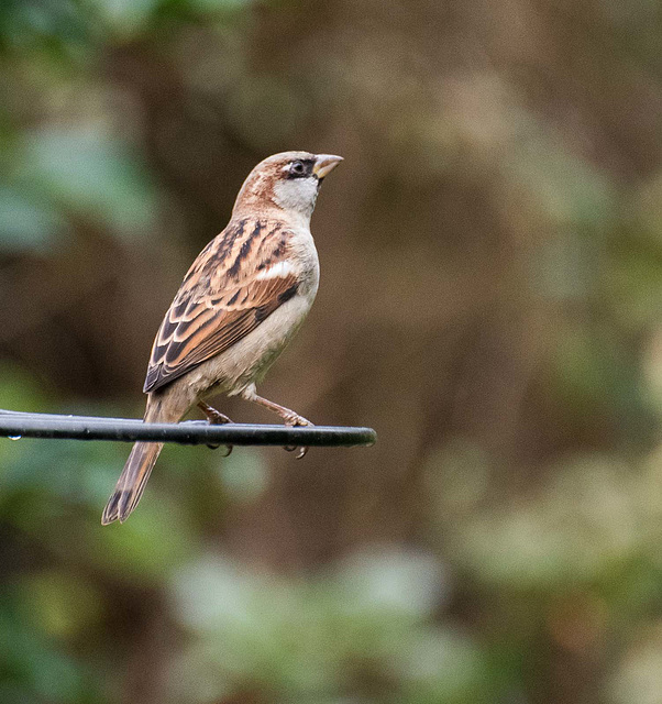 Sparrow waiting for the feeder