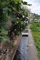 Unterwegs auf der Levada do Calvo in Funchal