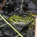 20190905 5824CPw [D~VR] Wasserfrosch, Darßer Ort